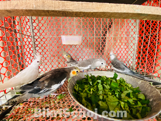 Cocateil Birds